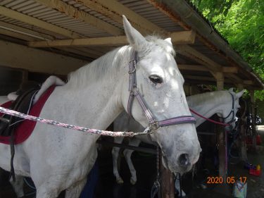 独語104　ばんえい競馬
